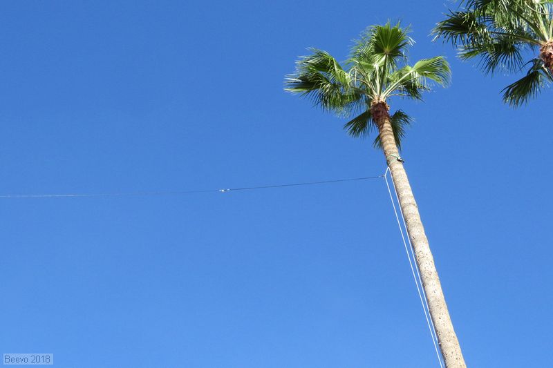 Palm tree antenna support
